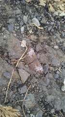 Hamadryas amphichloe