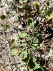 Crataegus munda