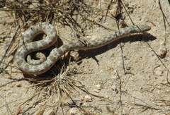 Hypsiglena ochrorhynchus