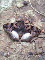 Noctuana lactifera bipuncta