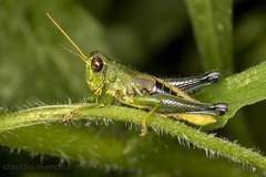 Dichromatos lilloanus