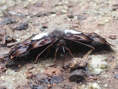 Noctuana lactifera bipuncta