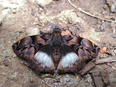 Noctuana lactifera bipuncta