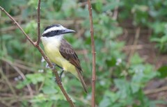 Pitangus sulphuratus