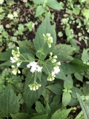 Ageratina altissima
