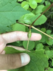 Neolasioptera vitinea