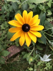 Rudbeckia hirta
