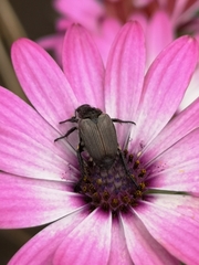 Strigoderma