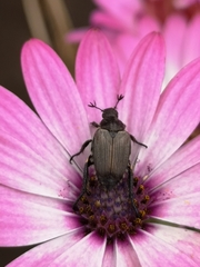 Strigoderma