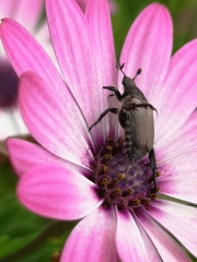 Strigoderma