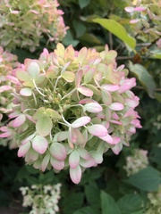 Hydrangea
