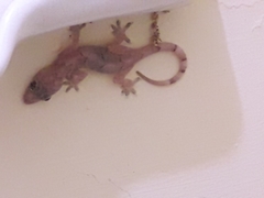 Hemidactylus mabouia