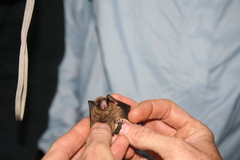Myotis volans
