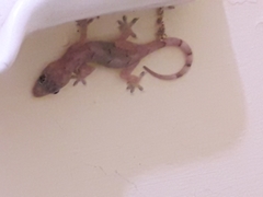 Hemidactylus mabouia