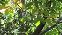 Phylloscopus nitidus