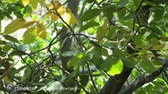 Phylloscopus nitidus