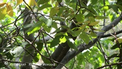 Phylloscopus nitidus