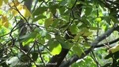 Phylloscopus nitidus