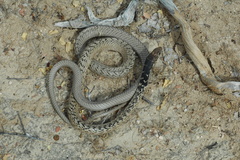 Masticophis fuliginosus