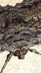 Feigeria scops