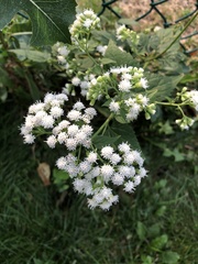 Ageratina altissima
