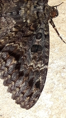 Feigeria scops