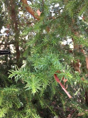 Juniperus drupacea
