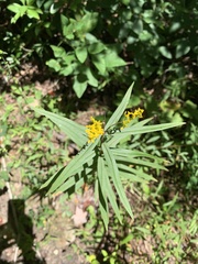Solidagininae