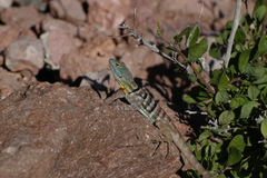 Petrosaurus thalassinus