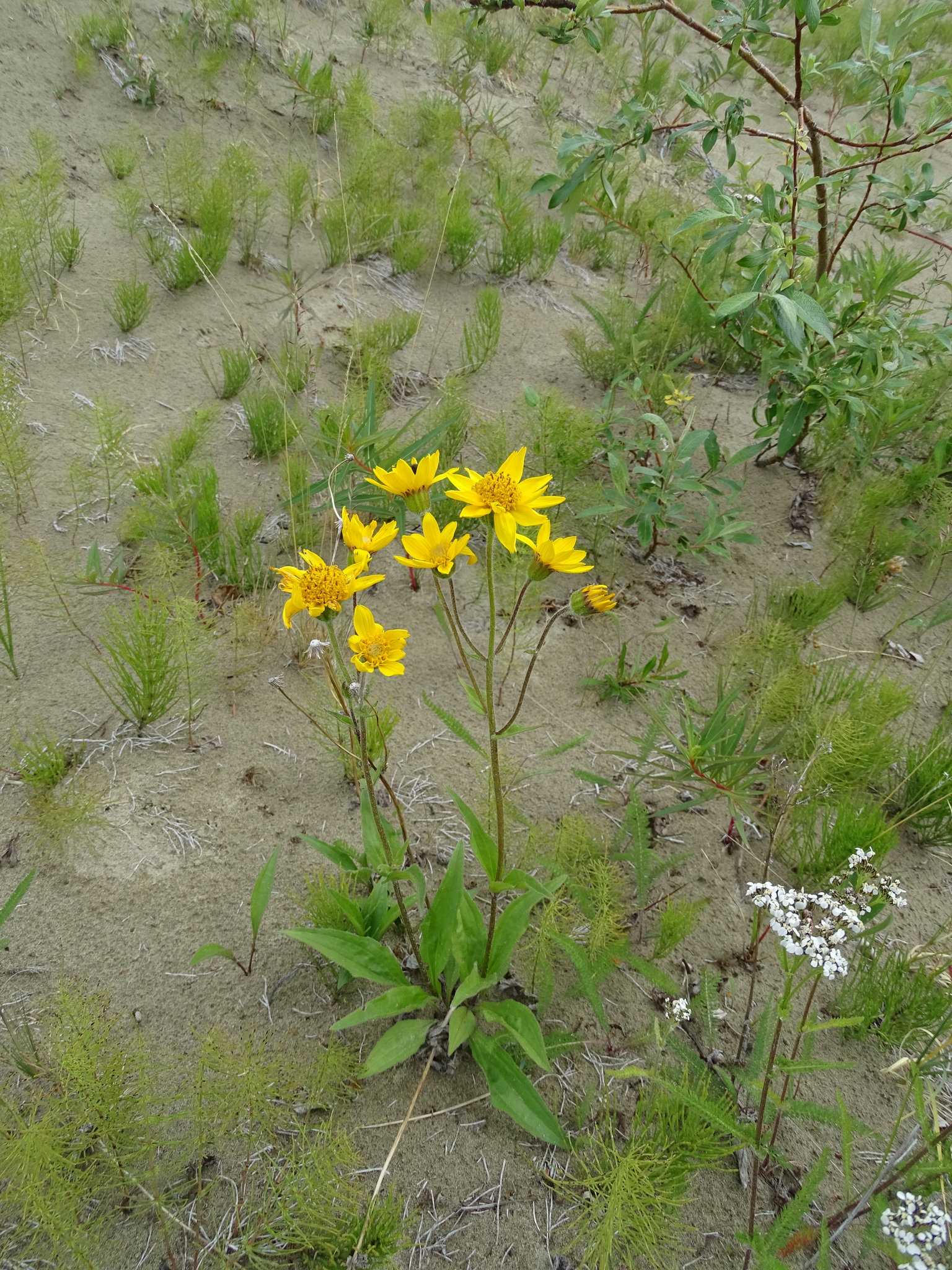 Arnica lonchophylla