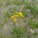 Northern Arnica - Photo (c) jozien, some rights reserved (CC BY-NC), uploaded by jozien