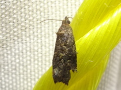 Gymnandrosoma punctidiscanum