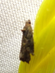 Gymnandrosoma punctidiscanum