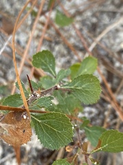 Crataegus munda