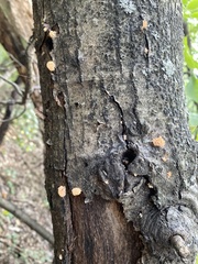 Xylaria flabelliformis