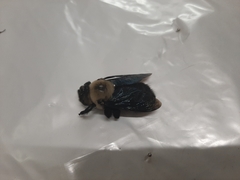 Xylocopa grisescens