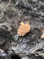 Xylaria flabelliformis