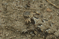 Phrynosoma coronatum