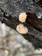 Xylaria flabelliformis