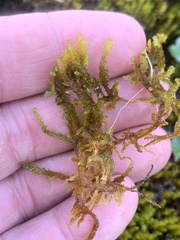 Drepanocladus