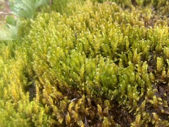 Drepanocladus