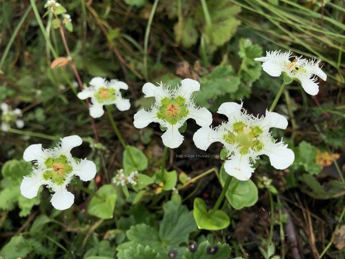 Image of Parnassia wightiana by (c) Dee Shea Himes, some rights reserved (CC BY)