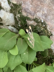 Primula pauciflora zionensis