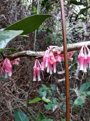 Satyria warszewiczii