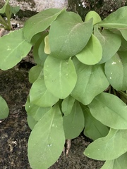 Primula pauciflora zionensis