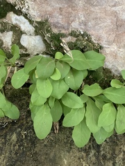 Primula pauciflora zionensis