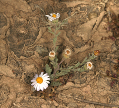 Leucosyris arida