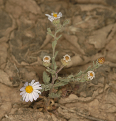 Leucosyris arida