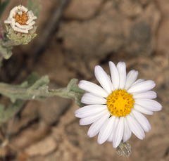 Leucosyris arida