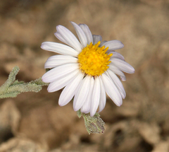 Leucosyris arida